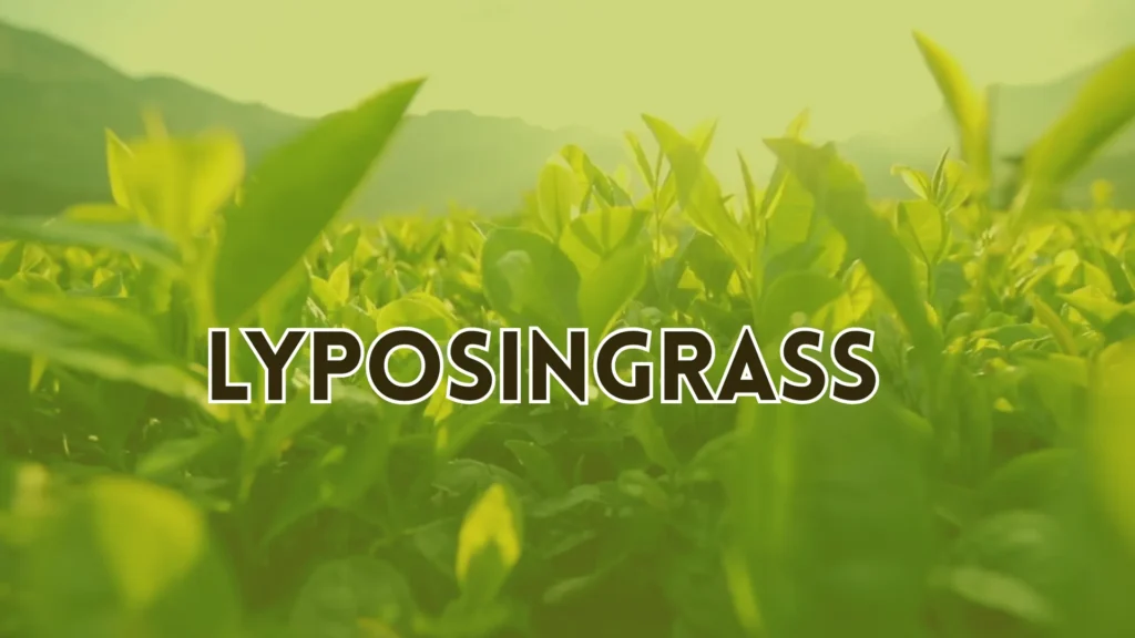 Lyposingrass