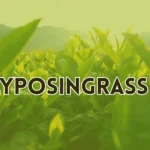 Lyposingrass